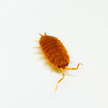 Porcellionides Pruinosus